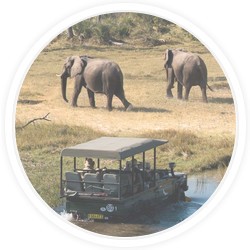 d'où vinet l'harpagophytum